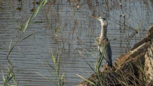 Ardea cinerea