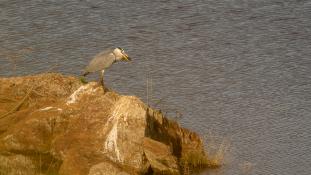 Ardea cinerea