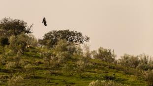 Aquila chrysaetos