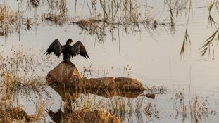 Phalacrocorax carbo