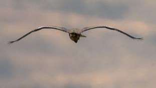 Ardea cinerea