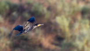 Phalacrocorax carbo