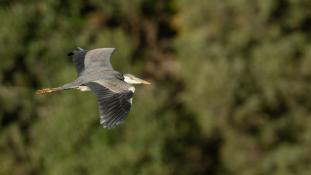 Ardea cinerea