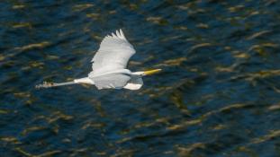 Ardea alba