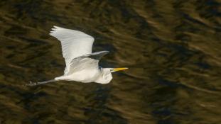 Ardea alba