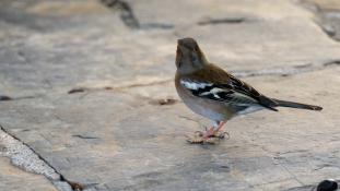 Fringilla coelebs