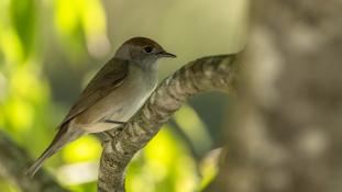 Sylvia atricapilla