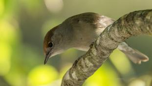 Sylvia atricapilla