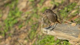 Phoenicurus ochruros