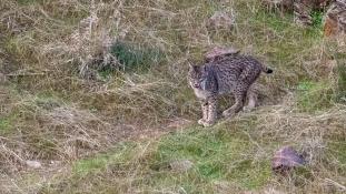 Lynx pardinus