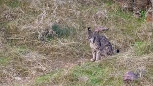 Lynx pardinus