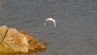 Egretta garzetta