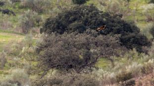 Aquila adalberti