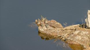 Mauremys leprosa