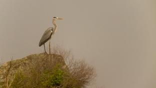 Ardea cinerea