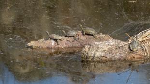 Mauremys leprosa