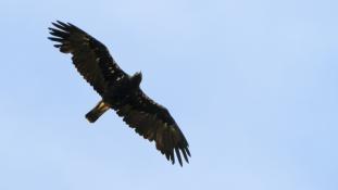 Aquila adalberti