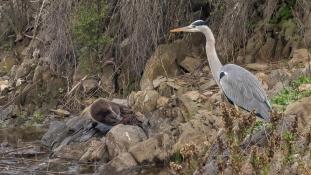 Ardea cinerea