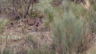 Lynx pardinus