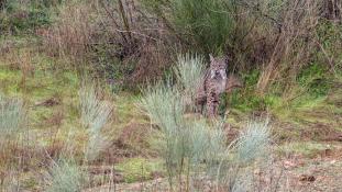 Lynx pardinus