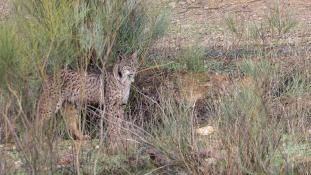 Lynx pardinus