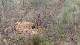 Lynx pardinus