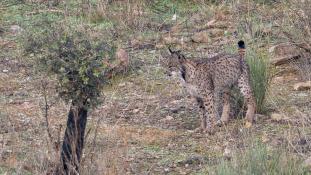 Lynx pardinus