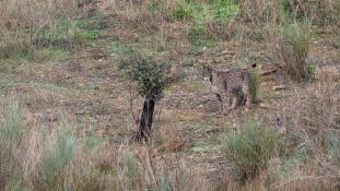 Lynx pardinus