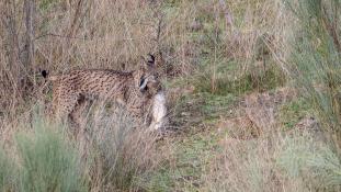 Lynx pardinus