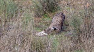 Lynx pardinus