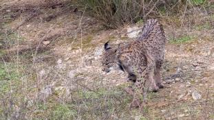 Lynx pardinus