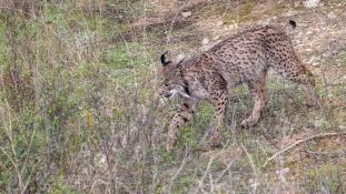 Lynx pardinus