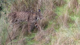 Lynx pardinus