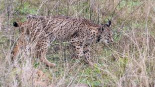 Lynx pardinus