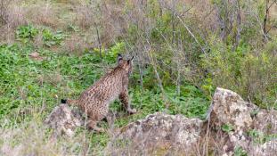 Lynx pardinus