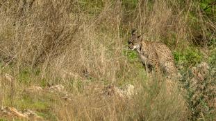 Lynx pardinus