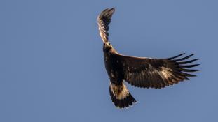 Aquila chrysaetos