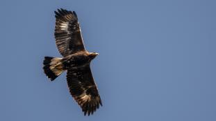 Aquila chrysaetos