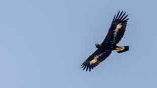 Aquila chrysaetos