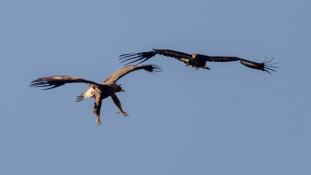 Aquila chrysaetos