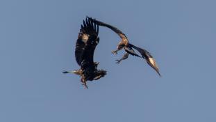 Aquila chrysaetos