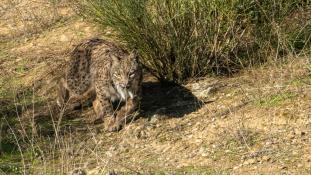 Lynx pardinus