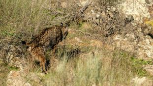 Lynx pardinus