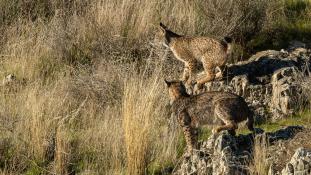 Lynx pardinus