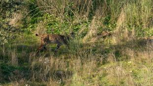 Lynx pardinus