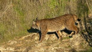 Lynx pardinus