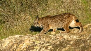 Lynx pardinus