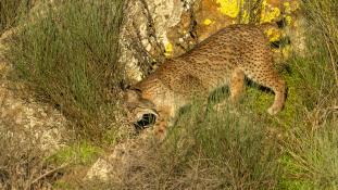 Lynx pardinus