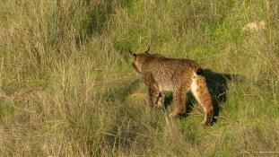 Lynx pardinus