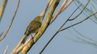 ND-Phylloscopus collybita